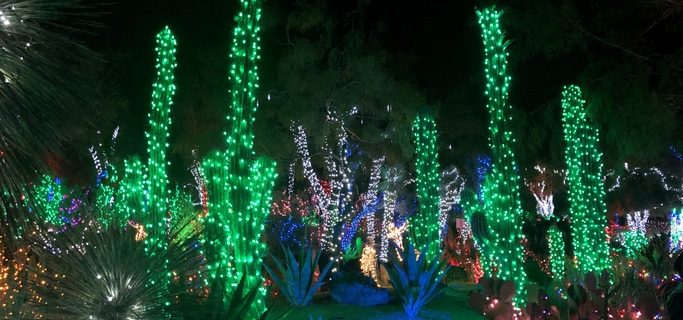 Christmas lights on cacti